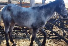 Aseguran yegua robada en Parral