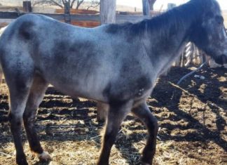 Aseguran yegua robada en Parral