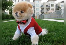 Murió Boo, el perrito más bonito del mundo