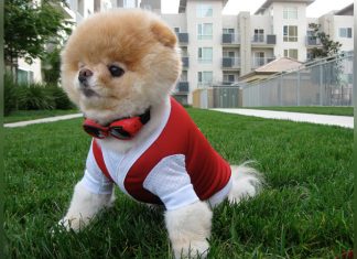 Murió Boo, el perrito más bonito del mundo