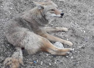 Atropellan a un coyote en boulevard Juan Pablo II