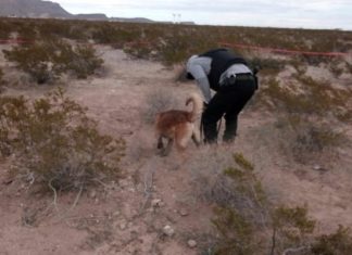 Localizan cuatro cuerpos en fosa clandestina