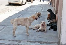 Perros callejeros devoran a indigente