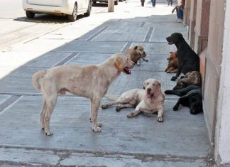 Perros callejeros devoran a indigente
