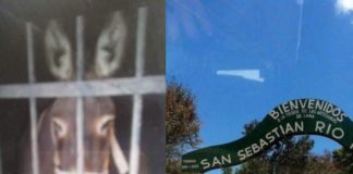 Arrestan a burro; lo privan de agua y comida