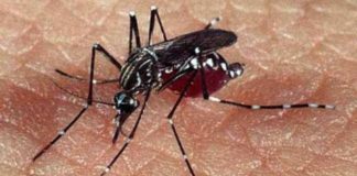 Se disparan 312% casos de dengue y durante ocho meses gobierno no compró insecticida