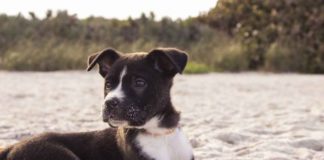 ¡Confirmado! Perritos sueñan con sus humanos cuando duermen