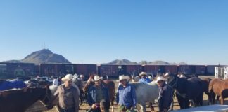 En tren, mandan mil caballos de Chihuahua a desfile de la CDMX