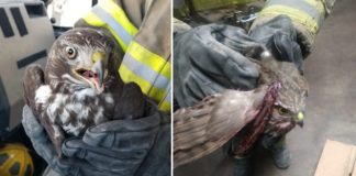 Rescatan a dos halcones lesionados