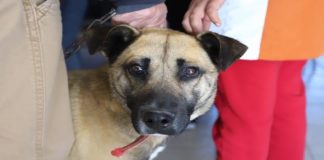 Esteriliza Municipio a 60 mascotas en Anapra