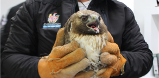 Rescatan Aguililla Cola Roja herida en carretera a Juárez
