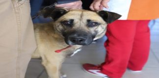 Esterilizan perros y gatos, pero que no tengan garrapatas