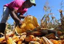 Incluyen a Chihuahua en programa de apoyo a productores de maíz