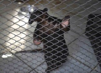 Expertos piden identificar al animal que transmitió el coronavirus