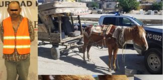 Por clavar picahielo a su caballo lo detienen