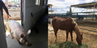 Caballo agredido con picahielo y cerdo abandonado ya son protegidos