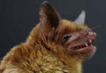 Covid-19 no fue creado en laboratorios, evidencian