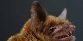 Covid-19 no fue creado en laboratorios, evidencian