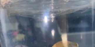 Aseguran gecko, leopardo y pitón en aeropuerto de San Luis Potosí