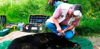 Captura a oso negro… dentro de escuela en Monterrey