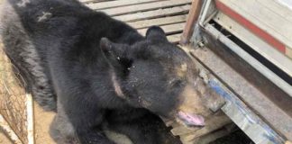 Aseguran a tigre y oso en circo por presunto maltrato animal