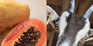 Hacen prueba de coronavirus a papaya y cabra… ¡dieron positivo!