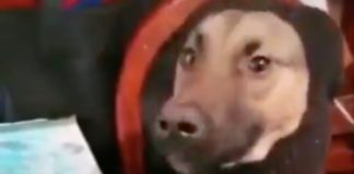 Perrito se viraliza por ¡hacer el mejor TikTok del mundo!