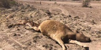 Ranchos de César Duarte en Chihuahua, en el abandono; mueren miles de reses