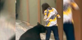 Oso en NL vuelve a las andadas