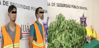 Les decomisan 4 frondosas plantas de marihuana