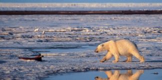 Podría calentamiento global extinguir a osos polares antes de 2100