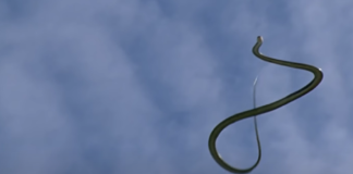 Científicos descifran los movimientos de las ‘serpientes voladoras’