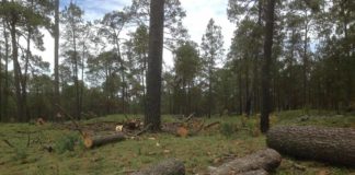 Busca Profepa que tala ilegal sea delito grave