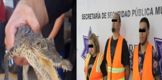 Celosa y armada tenía en su poder un cocodrilo