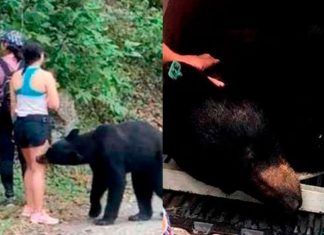 Reportan llegada de oso amigable y castrado a Chihuahua
