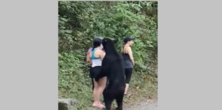 Preparan denuncia contra quien ordenó castrar a ‘oso amigable’