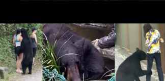 Oso ‘cachondo’ y sociable será llevado a la sierra de Chihuahua