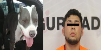 Pedía extorsión para entregar perro Pitbull