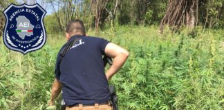 Destruyen 2 mil 250 plantas de marihuana al sur del estado