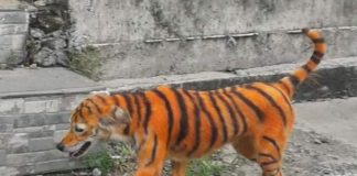 Pintan a perrito callejero como tigre; acusan maltrato