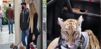 Pasea a cachorro de tigre en centro comercial