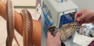 Capturan chotacabras y víbora en domicilios particulares