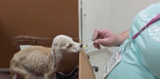 Continúan en RAMMi rehabilitando animales vulnerables