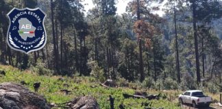 Destruyen dos sembradíos que tenían 62 mil 500 plantas de amapola