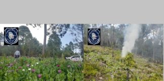 Destruyen plantíos de marihuana y amapola al sur del Estado