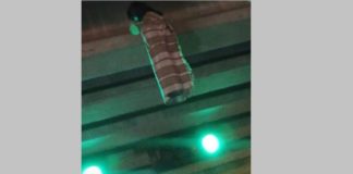 Cuelgan falso cadáver en puente elevado