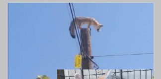 Rescatan a zorro que estaba en la cima de poste