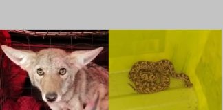 Resguarda RAMMi a coyote y serpiente