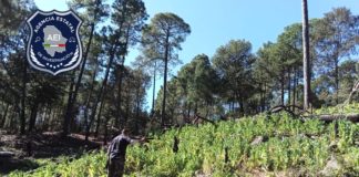 Destruyen plantío de amapola en Guadalupe y Calvo