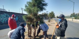 Reponen árboles dañados y secos en el Malecón